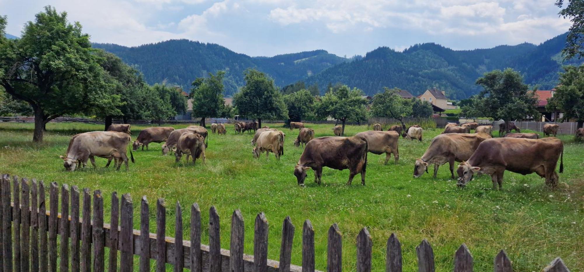 Flat Bull Appartement Mit Garten Sankt Lorenzen bei Knittelfeld Buitenkant foto
